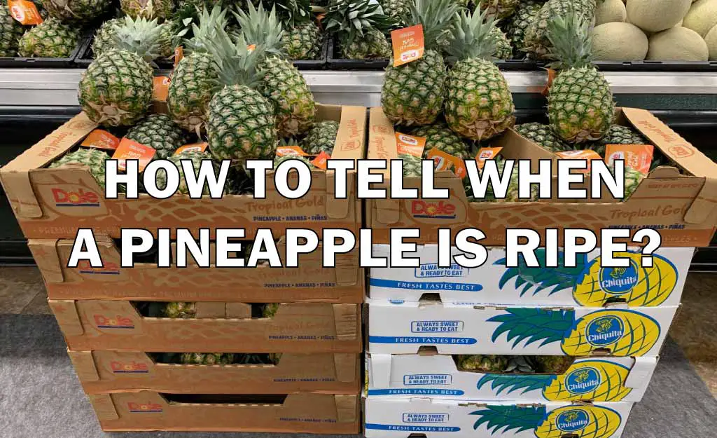 How to tell when a pineapple is ripe
